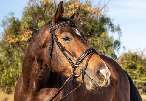 Dark brown Flash noseband comfort bridle